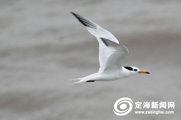 东海鸟王——王忠德