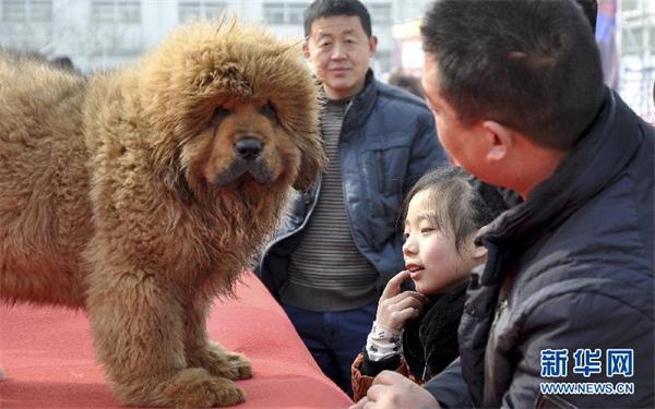 河北藏獒展上多只藏獒要价千万引争议 天价藏獒揭秘