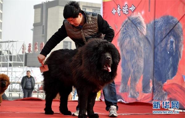 河北藏獒展上多只藏獒要价千万引争议 天价藏獒揭秘