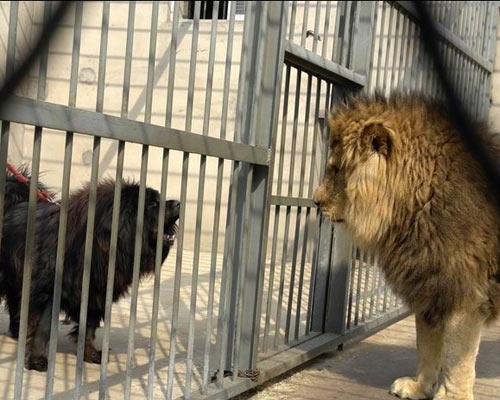 河北藏獒展上多只藏獒要价千万引争议 天价藏獒揭秘