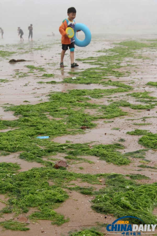 浒苔再袭青岛 浴场成草原