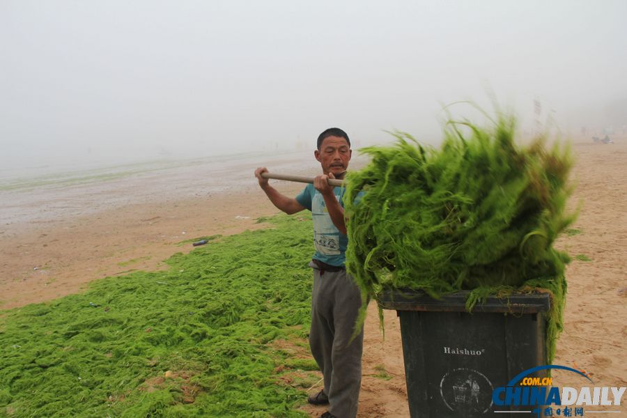 浒苔再袭青岛 浴场成草原