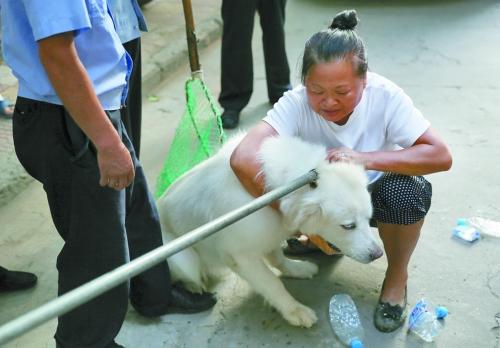 洛阳搞集中执法狗患却加重 市民不满犬主有怨言