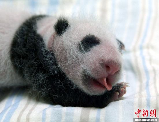 赠台大熊猫所生宝宝“圆仔”将满月 命名活动开跑