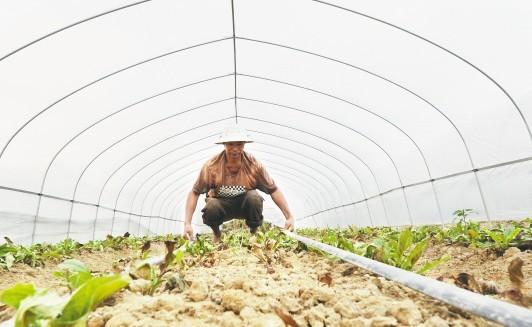 浙江绍兴高温超44℃旱情加剧 蔬菜被烤焦(图)