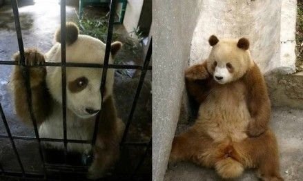 陕西现棕色大熊猫 专家:格外罕见(图)