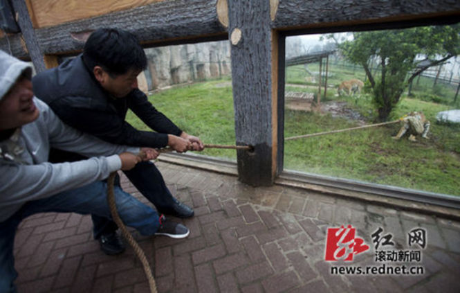 长沙动物园“人虎拔河”引争议 回应称为增强老虎野性