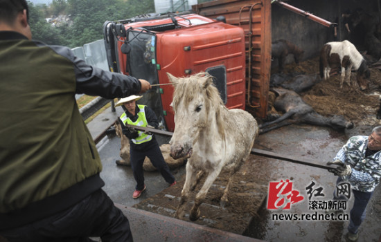 运马货车高速上侧翻 警察开警车追马