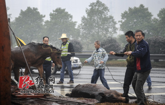 运马货车高速上侧翻 警察开警车追马