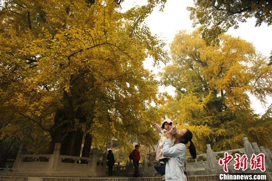 北京潭柘寺千年银杏尽带“黄金甲”