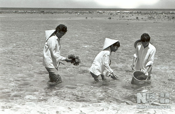 珍贵！1991年西沙科考海量历史照