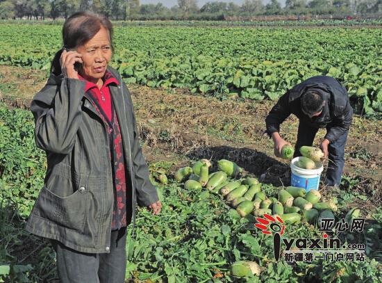 乌鲁木齐地窝堡乡老两口5亩地10多吨萝卜免费送人