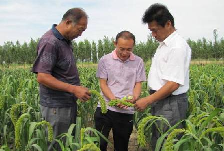 和硕县“张杂谷”长势喜人 平均穗长达35cm