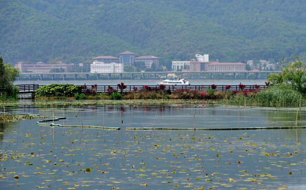 云南滇池水生植被及生物多样性逐步恢复