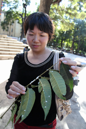 虫粪如雨大树枯枝 昆明东川绿化管理站及时喷药修枝