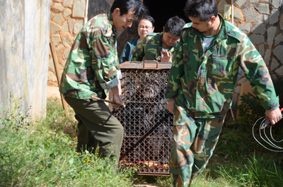 黑猩猩卡拉三次手术战胜病魔