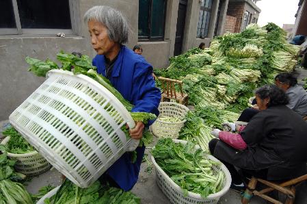 浙江温岭：蔬菜粗加工缓解滞销难题