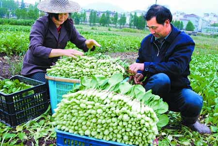 浙江蔬菜价格低于去年同期