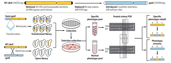 Tianjin Team Makes Breakthrough in Synthetic Yeast Project