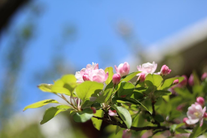 Crabapple blossom festival at TJU