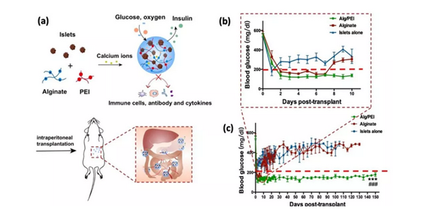 TJU scientist develops promising new type of hydrogel T1DM treatment