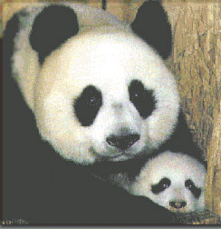 Happy mother's day for giant panda Bai Yun, at US zoo