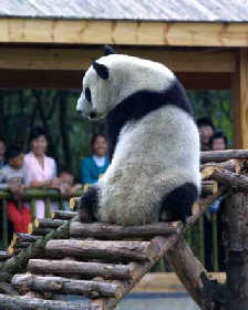 Giant pandas move home in Sichuan