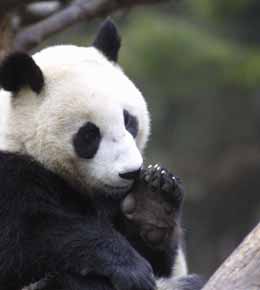 Gene bank to help pandas carry on ancestral line