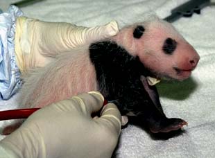 Panda cub in San Diego Zoo