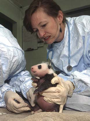 Panda cub in San Diego Zoo