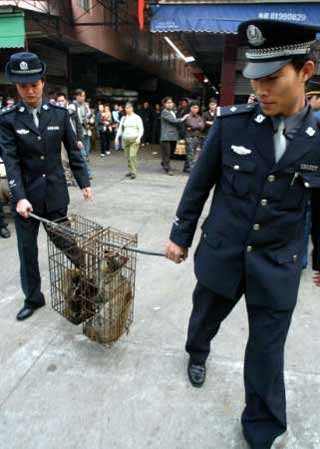 10,000 civet cats to be killed