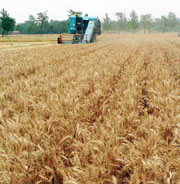 Bumper wheat crop boosts confidence