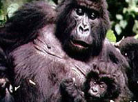 'New' giant ape found in DR Congo