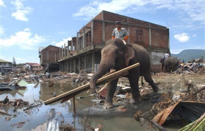 With the help of elephants, a team of salvagers retrieve useful pieces of timber from the destroyed areas of last month's massive tsunami Tuesday, Jan. 18, 2005 in Banda Aceh, Indonesia. Indonesia's Aceh province was hardest-hit by the Dec. 26 earthquake and tsunami that killed more than 162,000 in 11 countries in Asia and Africa. More than 115,200 of the dead were in Aceh, the northernmost province on Sumatra island. [AP]