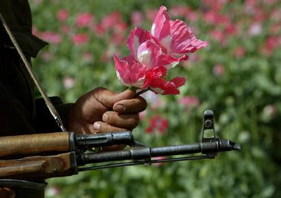 A police official holds poppy flowers in his hands while keeping guard over others who were eradicating poppy fields near the southern Afghan city of Kandahar in this April 10, 2004 file photo. In war-battered Afghanistan (news - web sites), finding heroin -- a derivative of opium, the country's main cash crop -- is both cheap and easy. 