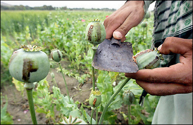 An Afghan soldier shows how to harvest opium from poppy bulbs in a poppy field. Afghanistan will step up the fight against drugs in coming months, the government said in a statement after a UN agency said the country was poised to become a narco-state. [AFP/File]