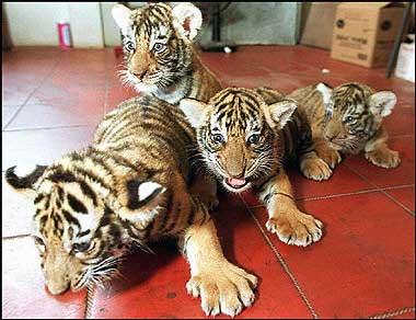 Tiger cubs. A lactating woman in Myanmar has volunteered to breastfeed a pair of endangered Bengal tiger cubs recently born at a Yangon zoo and separated from their aggressive mother.(AFP/