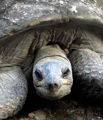 A giant 255-year-old Aldabra-Seychelles tortoise, found in the Indian Ocean, looks at visitors in a zoo in Calcutta May 3, 2005. The tortoise, which has lived in a crammed enclosure in the zoo since it opened 130 years ago, would be given a name and a refurbished home this month. [Reuters]