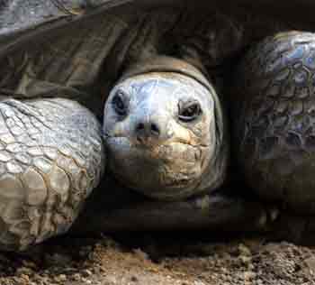 A giant 255-year-old Aldabra-Seychelles tortoise, found in the Indian Ocean, looks at visitors in a zoo in Calcutta May 3, 2005. The tortoise, which has lived in a crammed enclosure in the zoo since it opened 130 years ago, would be given a name and a refurbished home this month. [Reuters]