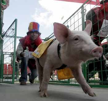 A coach releases a piglet at the start of the pig races near Moscow, June 4, 2005. [Reuters]