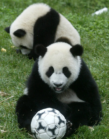 Pandas play soccer in the Giant Panda Breeding Center in South West China's Sichuan Province June 3, 2005. The pair of giant pandas to be sent to Taiwan as gifts will be selected from the center. [newsphoto] 