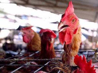 Chickens are displayed for sale inside their cages at a wholesale poultry market in Hanoi, Vietnam June 25, 2005. Vietnam's agriculture ministry was quoted as saying on Saturday that the mutation of a bird flu virus was increasing the infection possibility between humans. State-run media cited a ministry report as saying laboratory test results overseas and at home showed the antigen structure of virus is changing. (Kham/Reuters) 