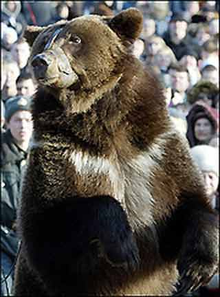 A dancing bear performing in Russia. [AFP]