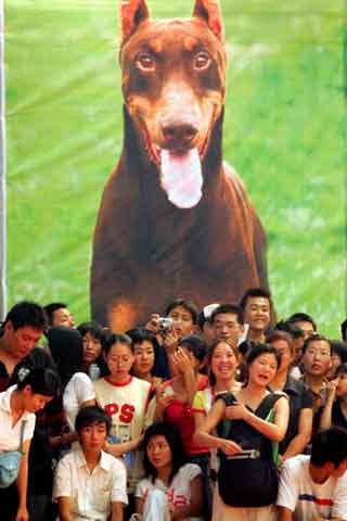 Speculators gather to watch the dogs’competition.[newsphoto]