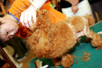 A pet hairdresser cuts the hair of a red-haired poodle to make the dog competition-styled. [newsphoto]