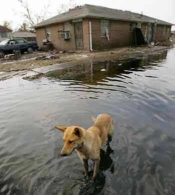 A dog stands on a flooded street of the ninth area in New Orleans September 18, 2005. [Reuters]