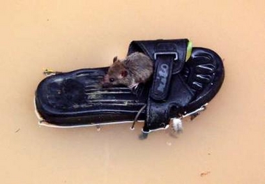 A rat floats on a slipper on a flooded street in Fuzhou, east China's Fujian province, October 3, 2005.