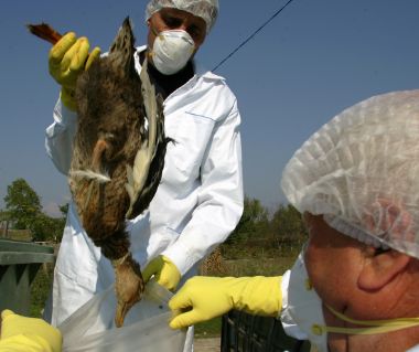 Veterinary workers place a dead duck in a plastic bag after killing it on suspicion of bird flu disease in the village of Ceamurlia de Jos (300km east of Bucharest) in this October 8, 2005 file picture. A strain of avian influenza has been detected in samples from Romanian ducks, confirming that the virus has arrived in Europe, Romania's chief veterinarian and the Eurpean commission said October 13, 2005.