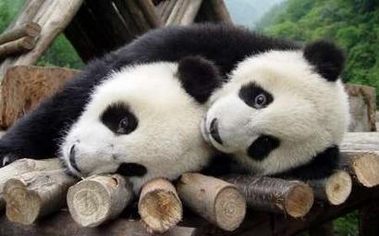 Beijing yesterday short listed 11 giant pandas as candidates for the pair to be sent to Taiwan as a goodwill gift. 