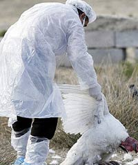 A member of Greece's Health Organisation carries a dead turkey outside a farm where a flu-infected bird was found on Monday, on the Aegean island of Oinouses. Russia, [AFP]